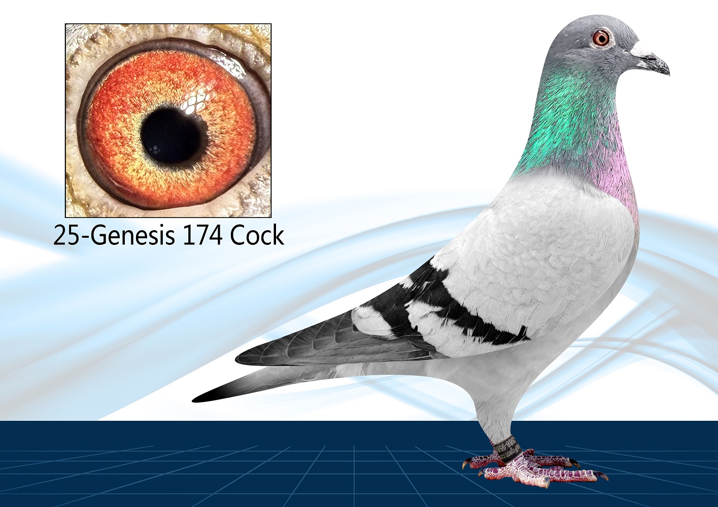 25-174(Cock) Out of Click Pair