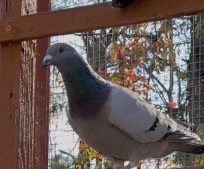 2025 inbred young Kong and Thomas 6