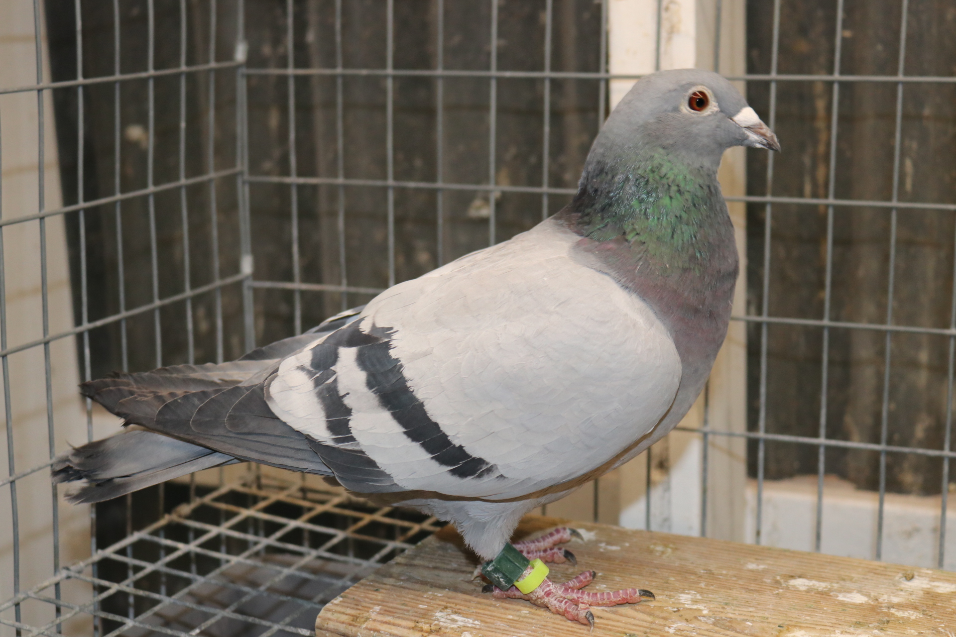 iPigeon.com - Racing Pigeon Auction
