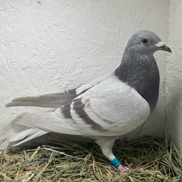 25-CDR-5911 Silver Hen