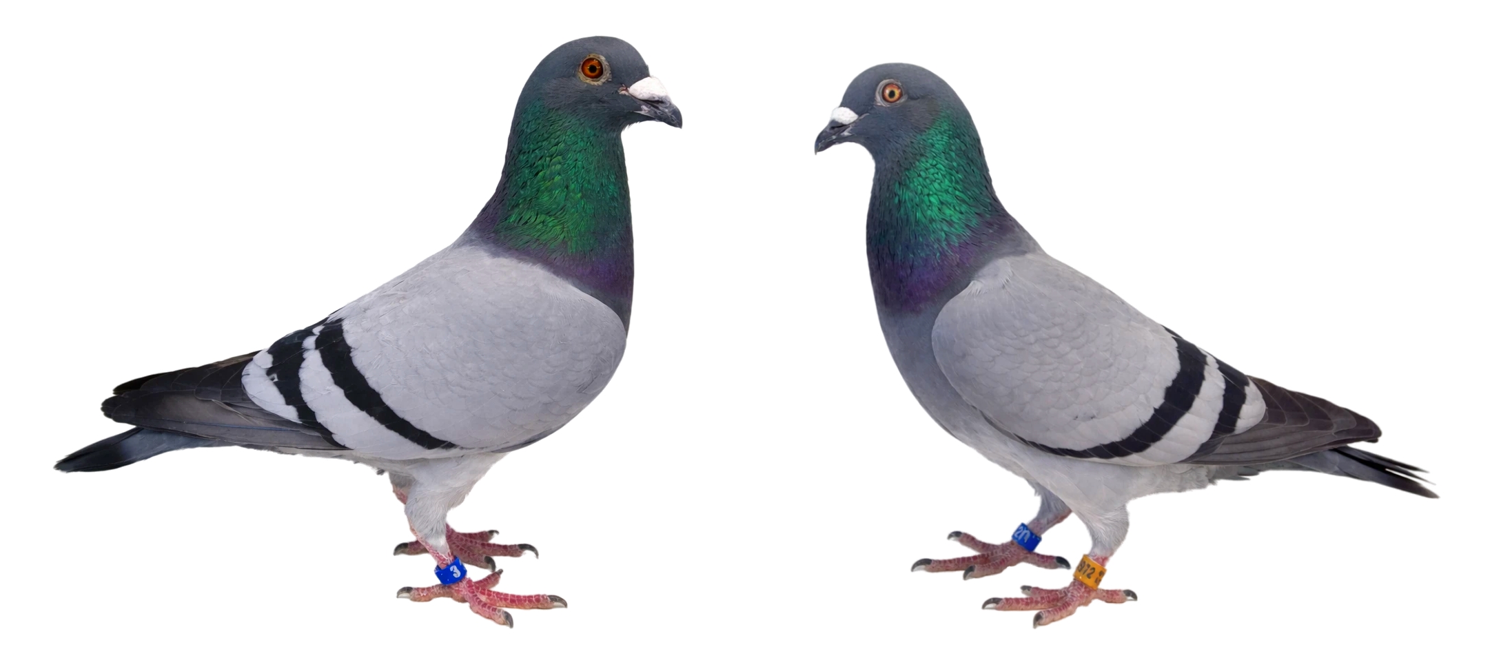 Torres - Best middle-distance in Belgium 