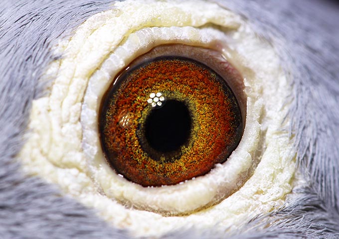 AU-17-ARPU-61915 Cock