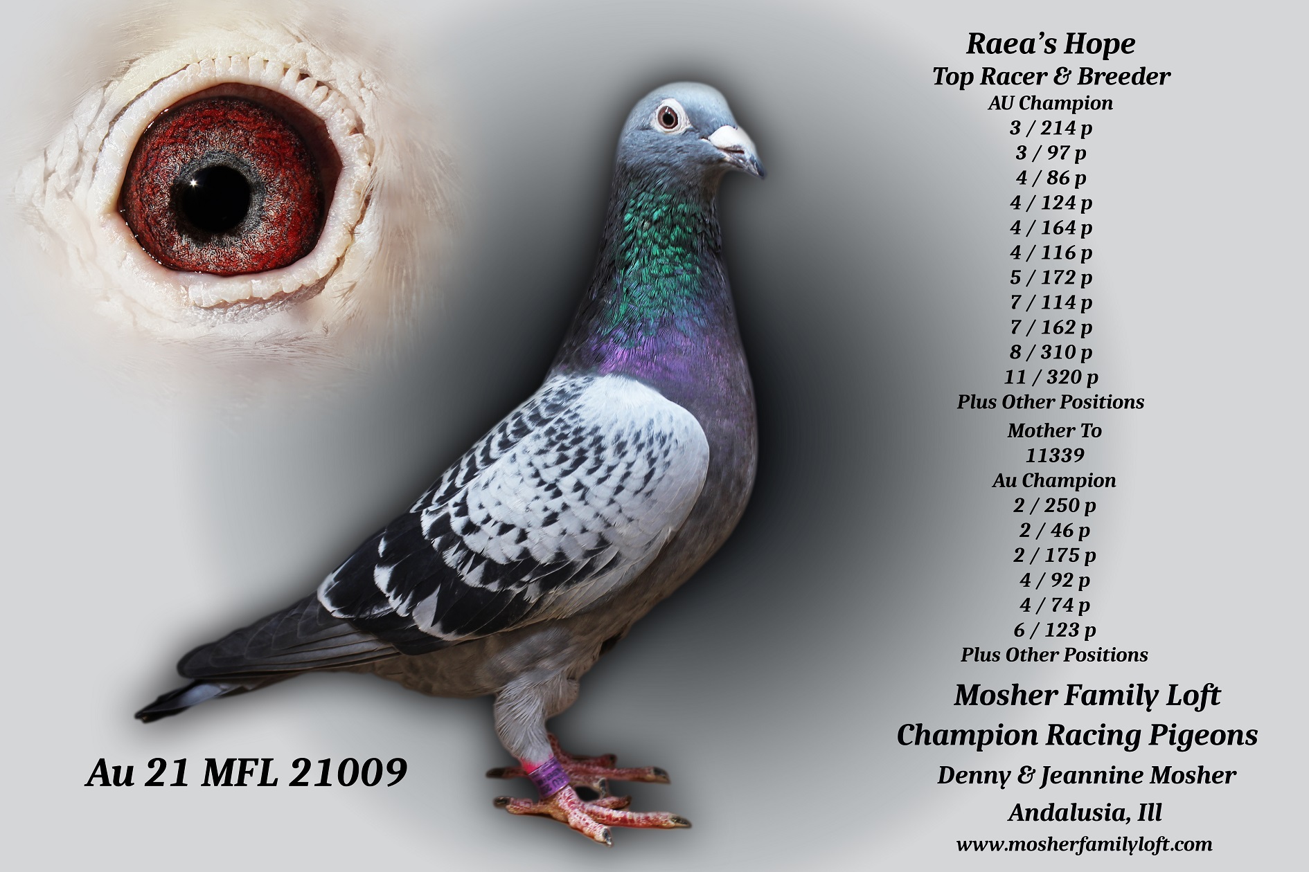 AU 26 MFL 26117 Cock