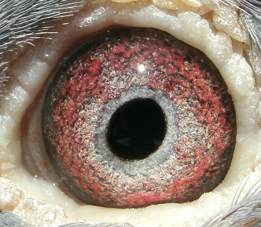 Preview Image 2