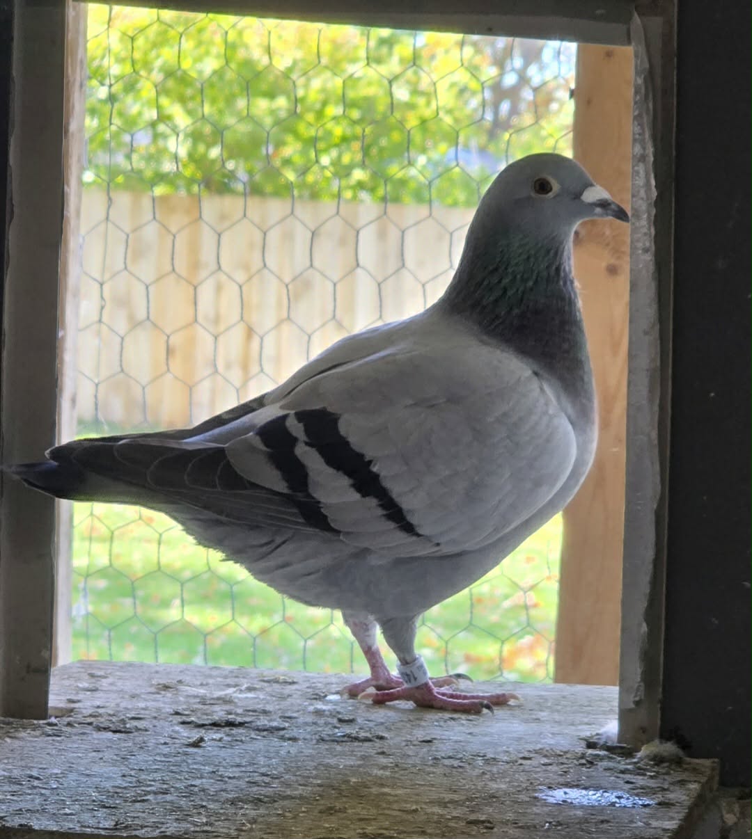 AU25-VITAKING-14348 Blue Bar Hen