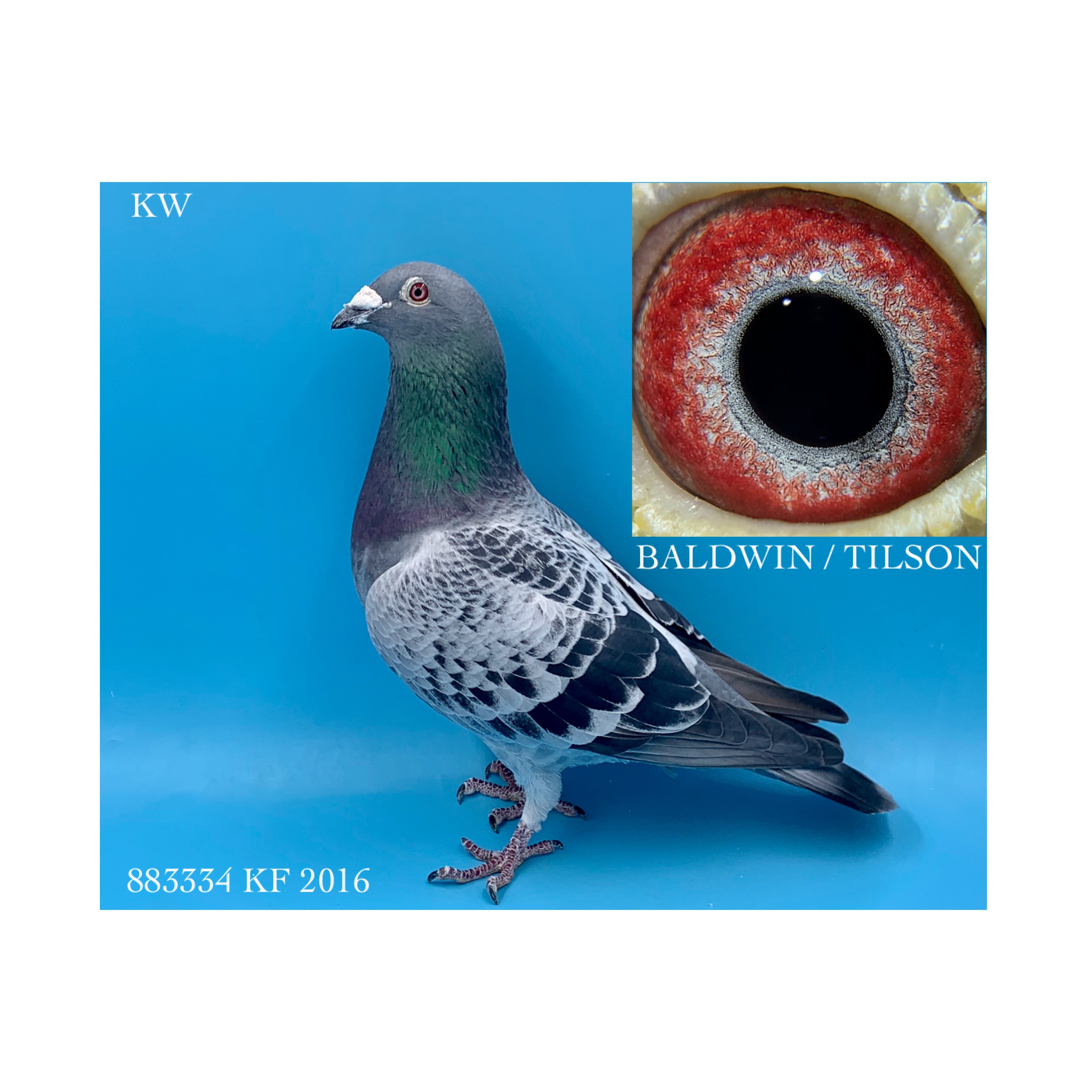 iPigeon.com - Racing Pigeon Auction