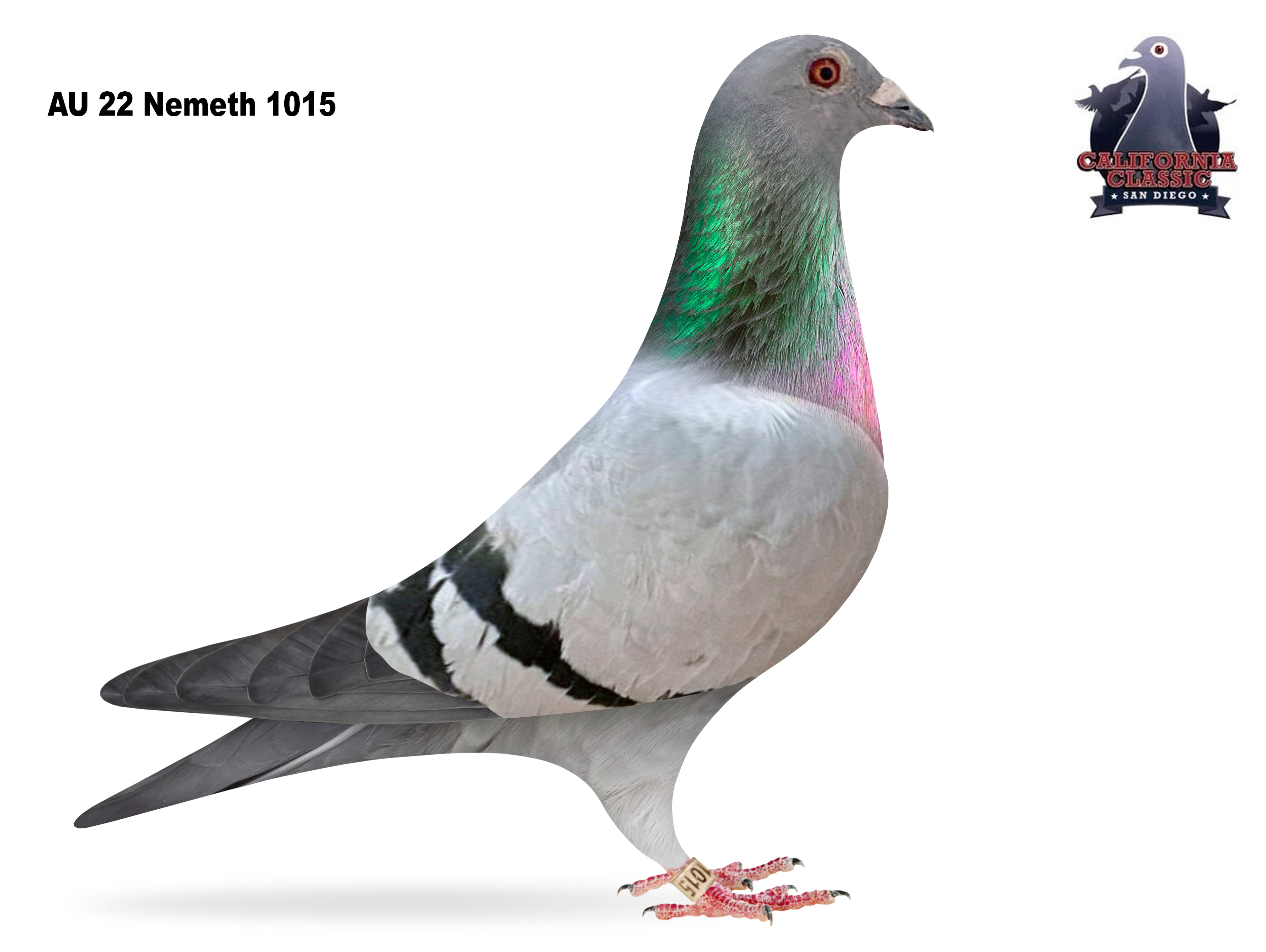 Lot 31. 2022 Nemeth 1015 Hen 