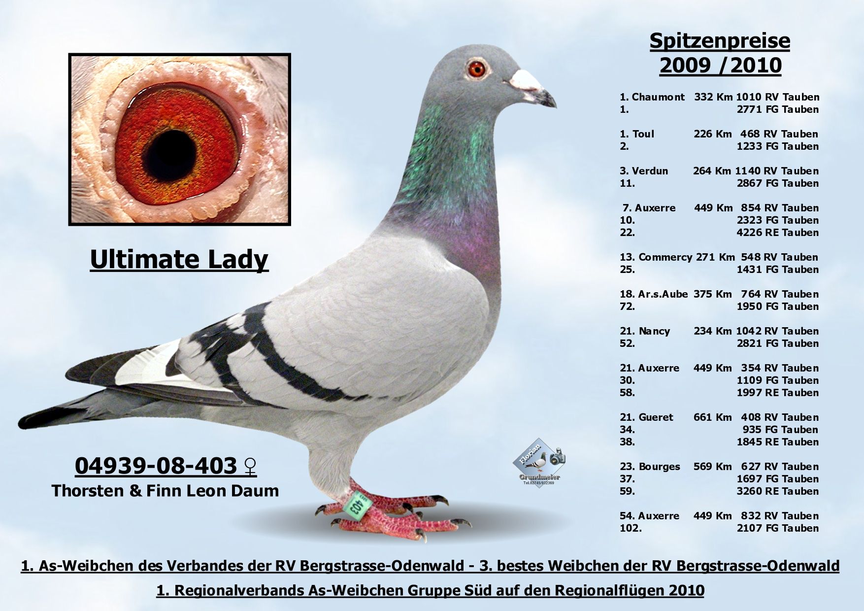 iPigeon.com - Racing Pigeon Auction