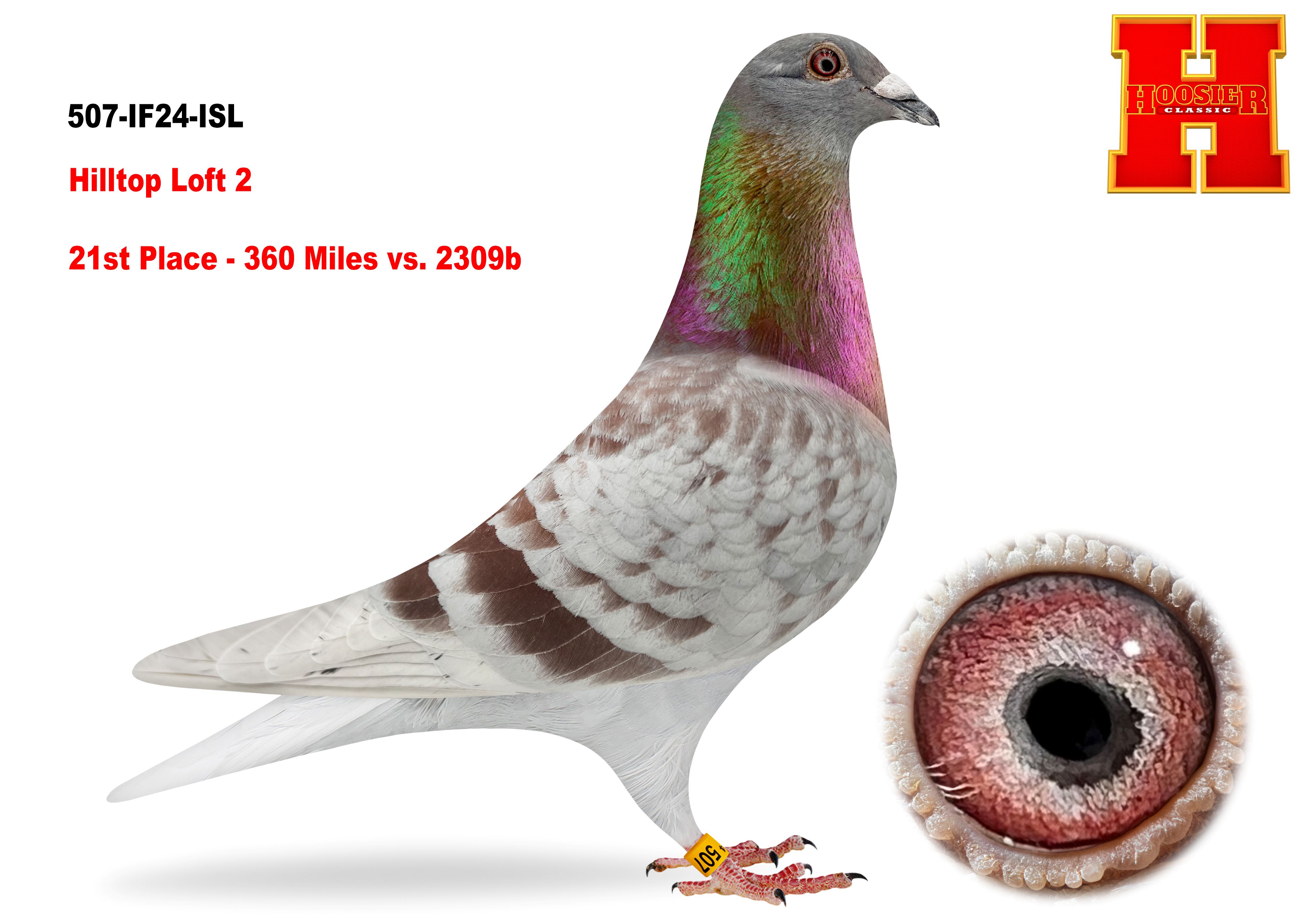 iPigeon.com - Racing Pigeon Auction