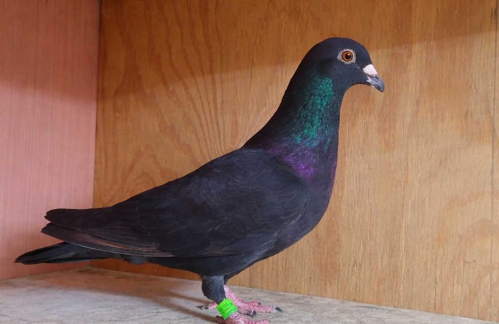 Burak Loft Kite Hen – Dark Rich Chocolate Color