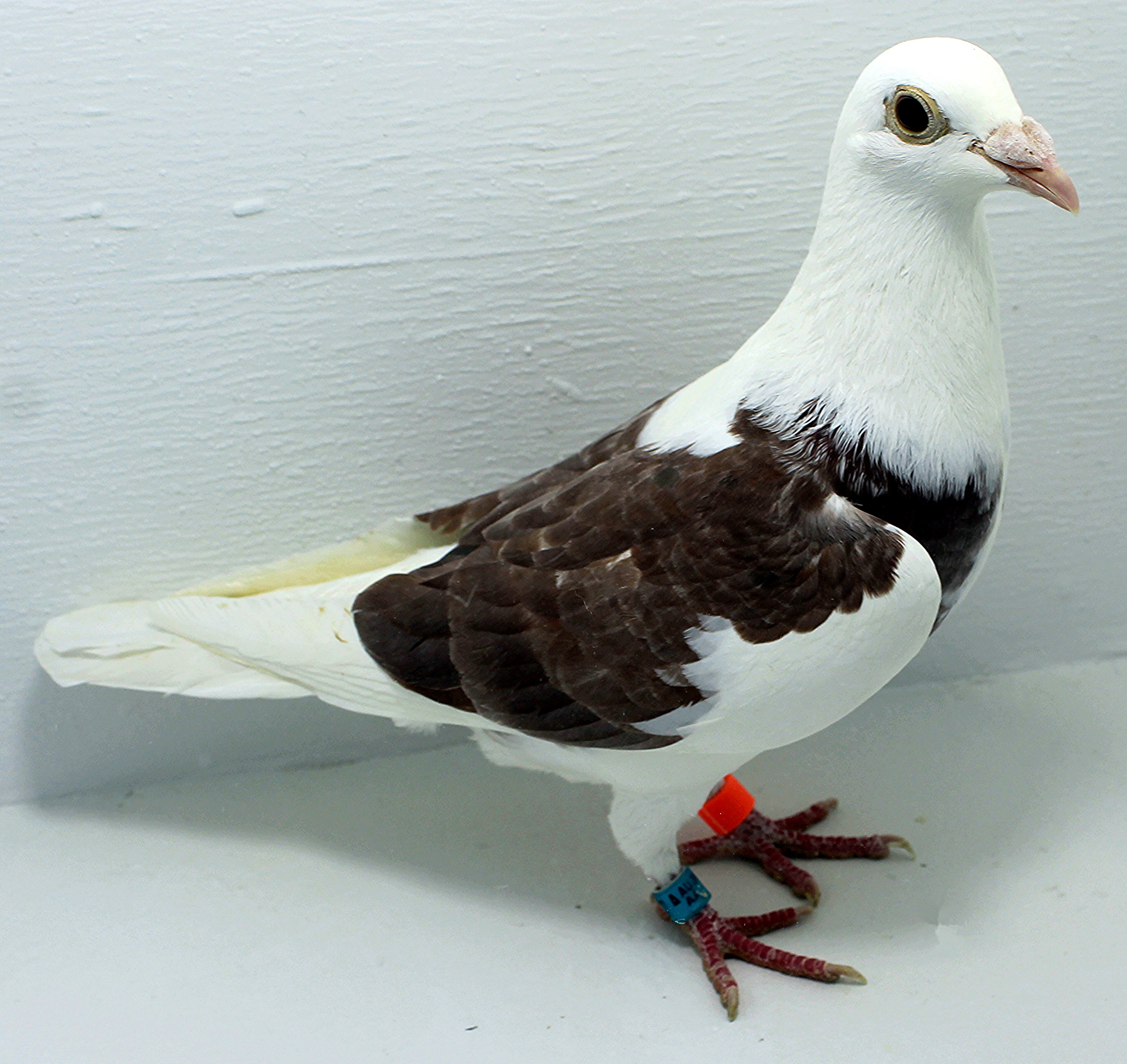 AU 41437 AA 2025 Pure Paul Sion