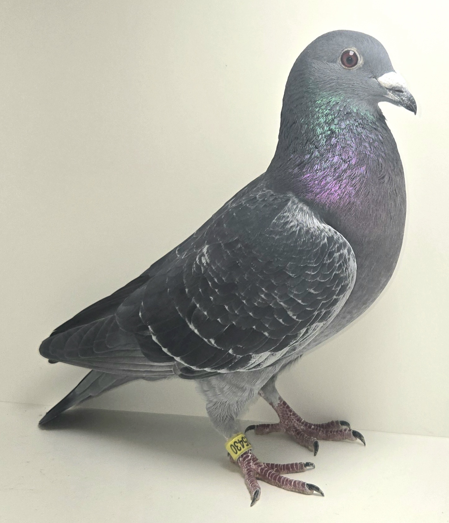 PEACH-25430-25 DC Cock