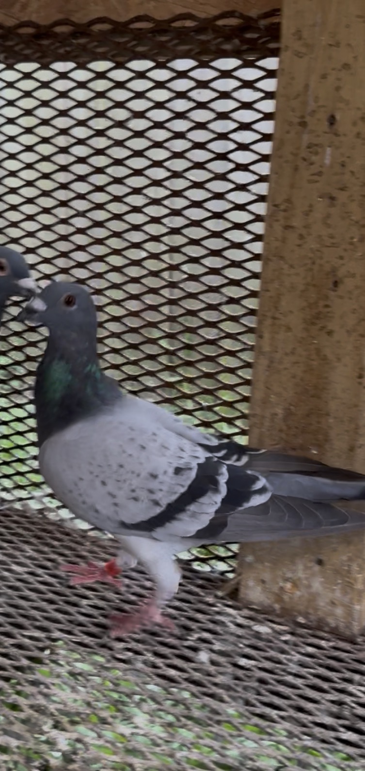 Preview Image 3