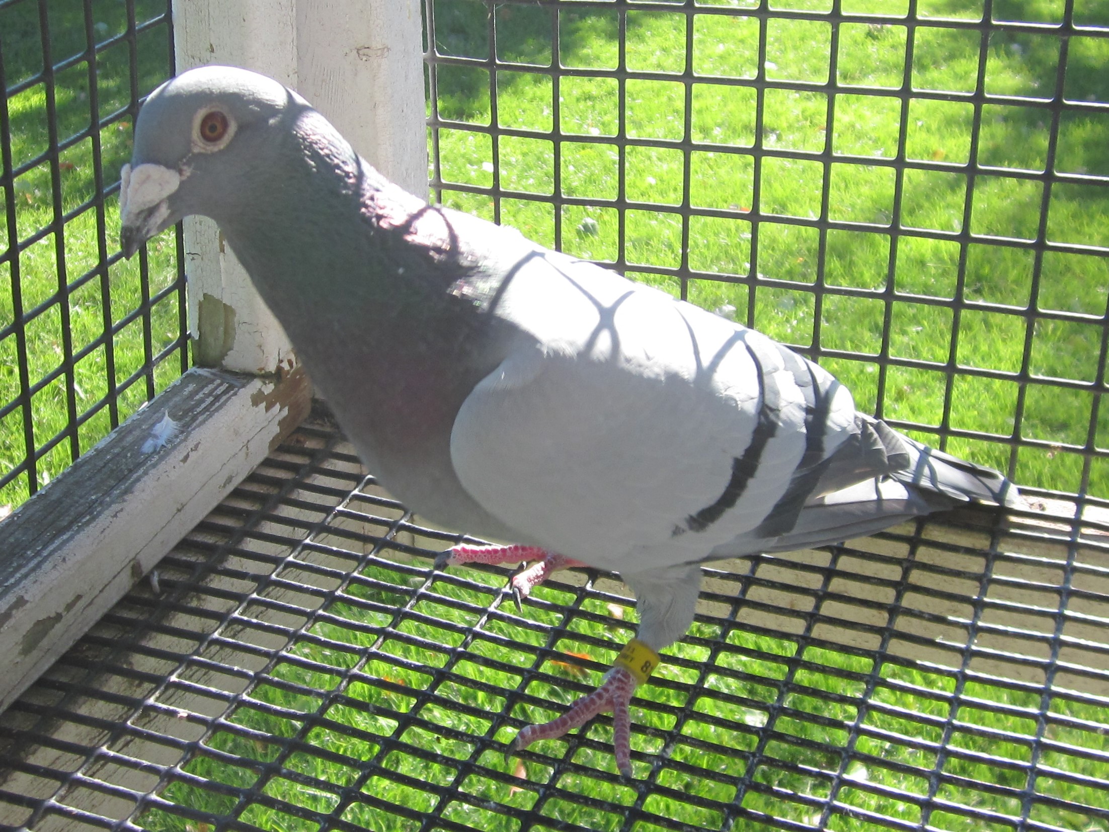 iPigeon.com - Racing Pigeon Auction