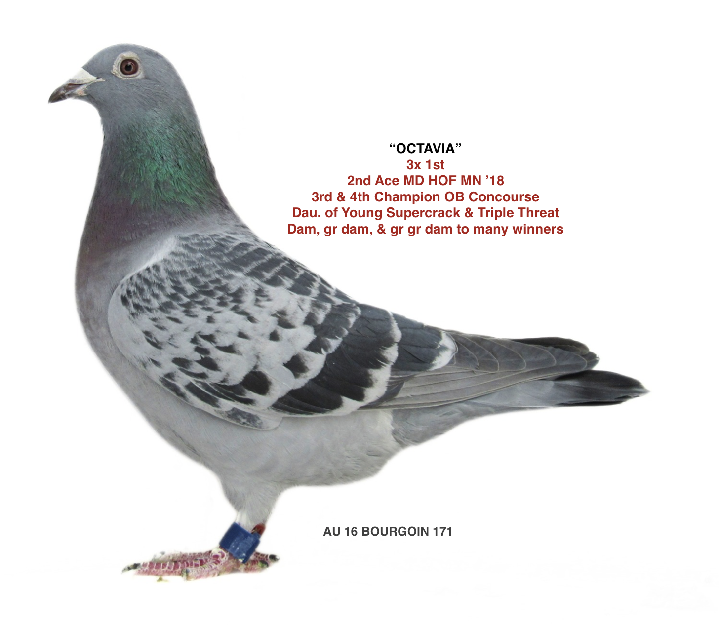 Preview Image 4