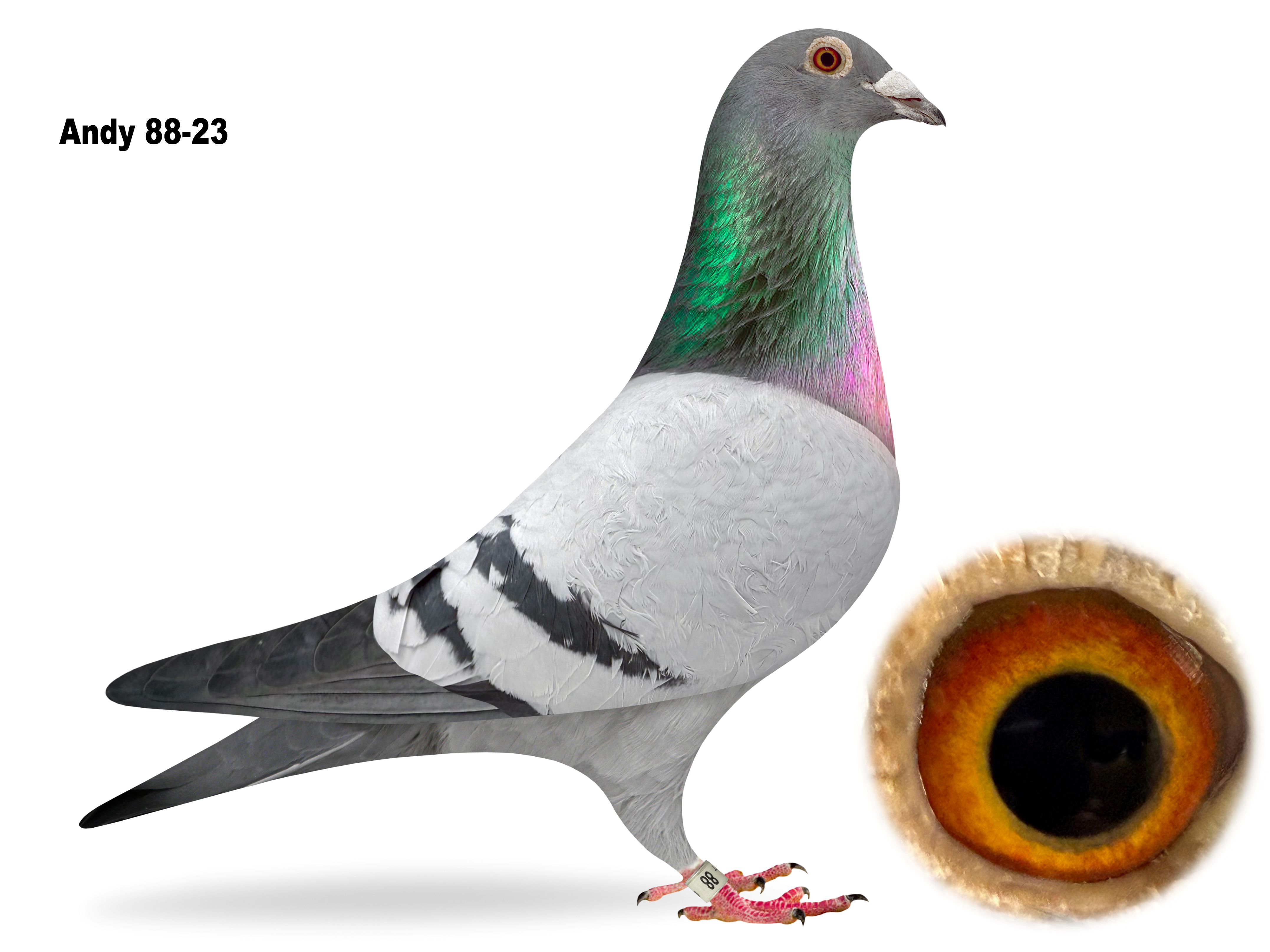 Andy 88 2023