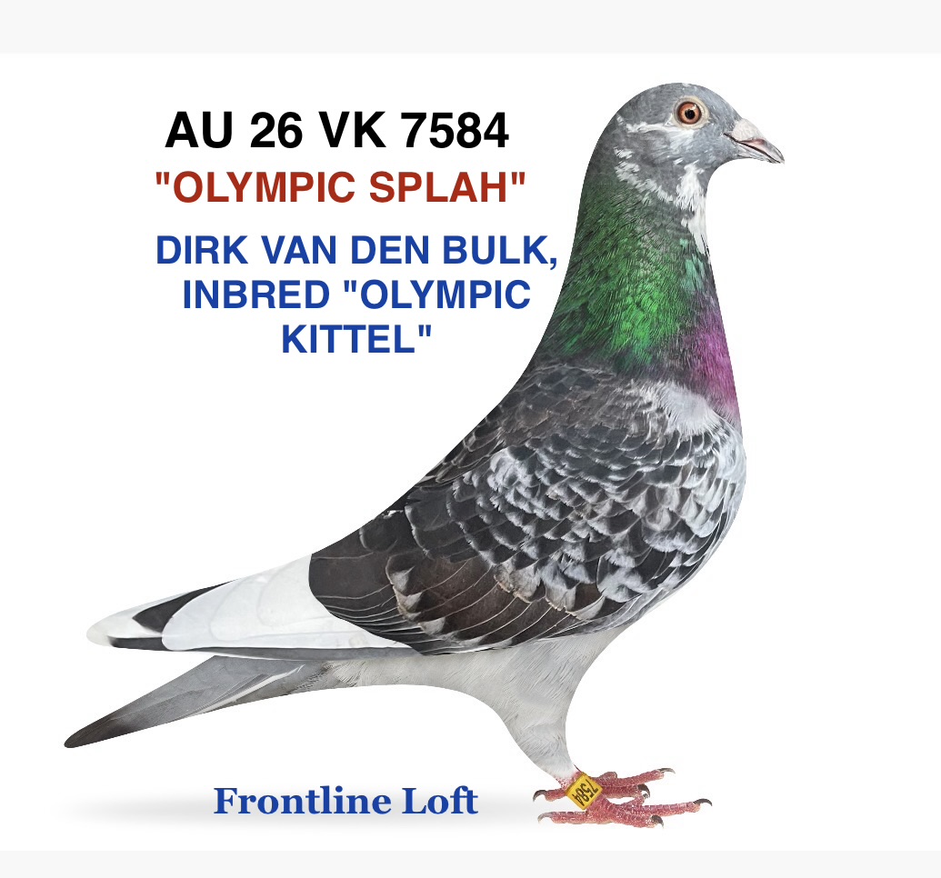 IMBRED “OLYMPIC KITTEL” DIRK VAN DEN BULK