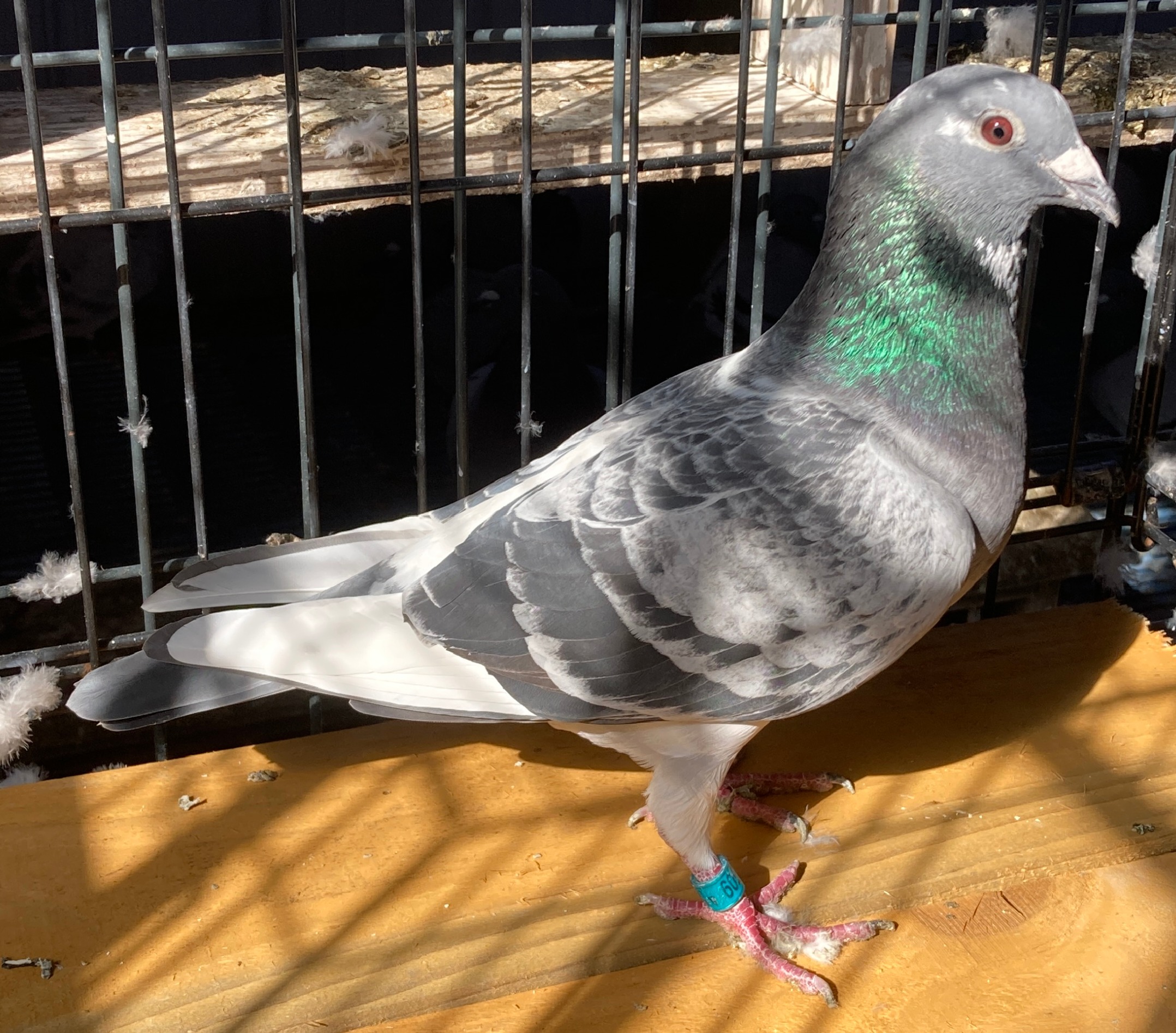 2025 LEWIS LOFTS 2509 BCWF C