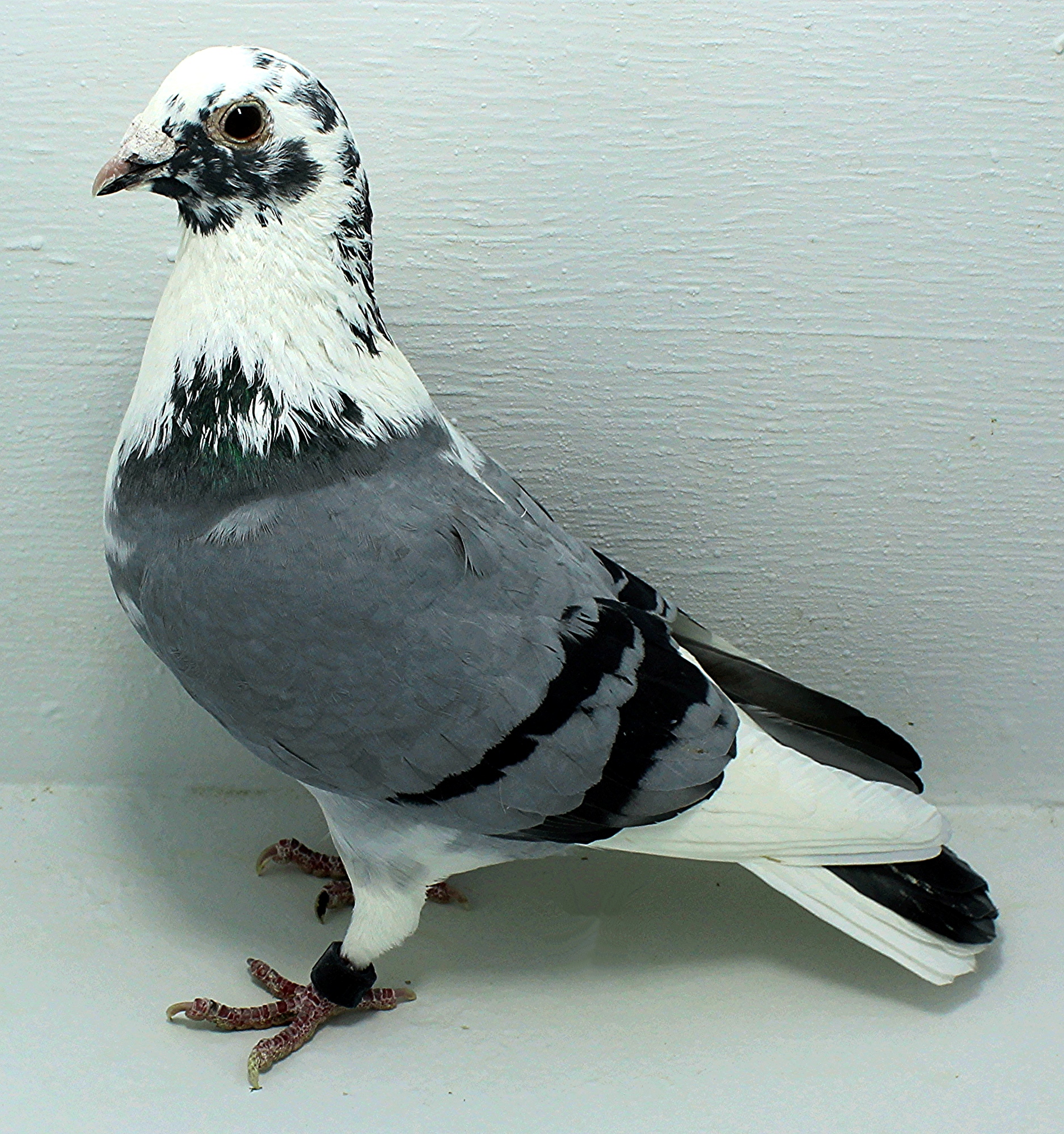 AU 20048 Foys 2025 Pure Hansenne