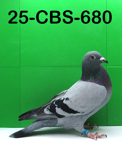 25-CBS-680 Blue hen.