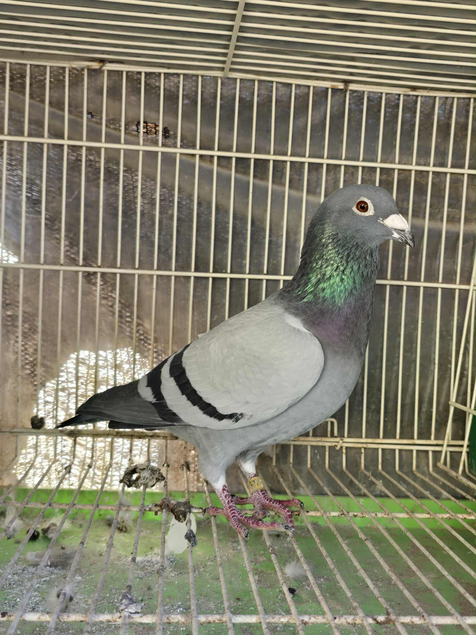 977 (2024 Cock) - Thomas 6 x Porsche 911 