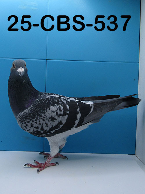 25-CBS-537 Blue Check cock. 