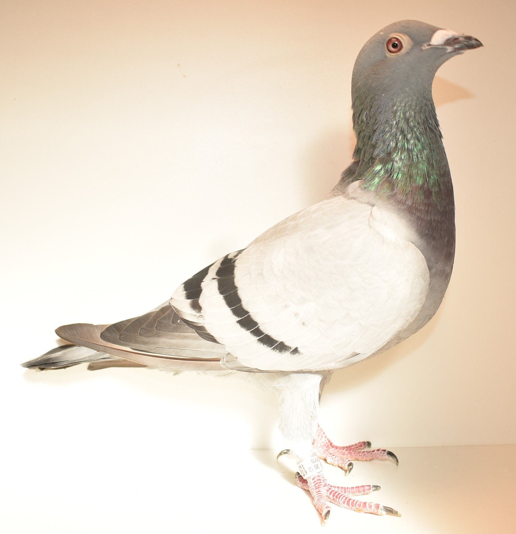 iPigeon.com - Racing Pigeon Auction