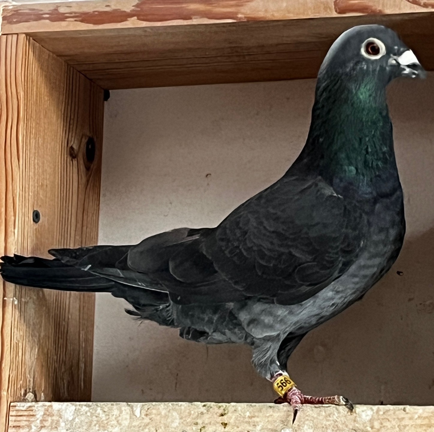 24-LSL-569 BLACK COCK