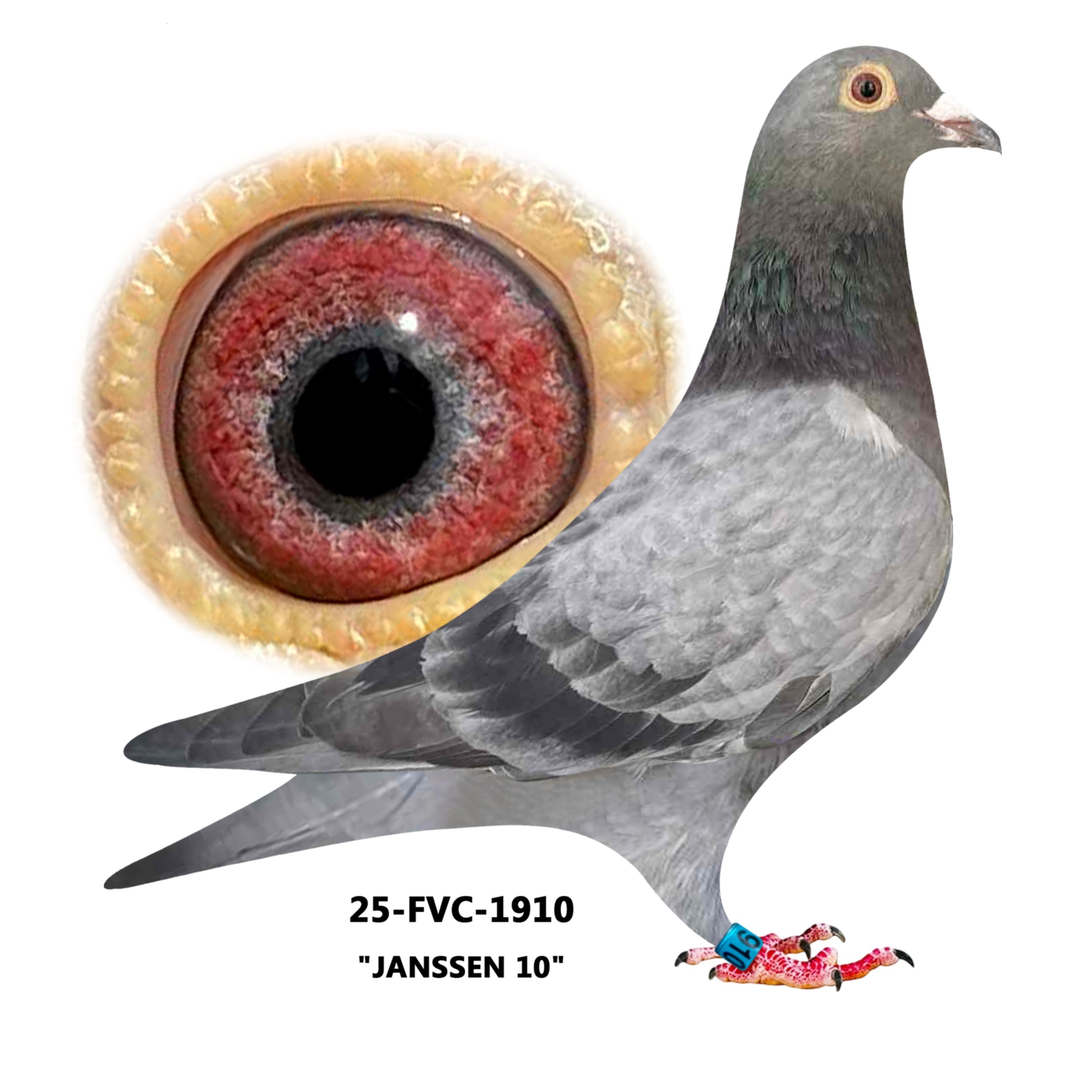 25-FVC-1910 Slate Ccok.