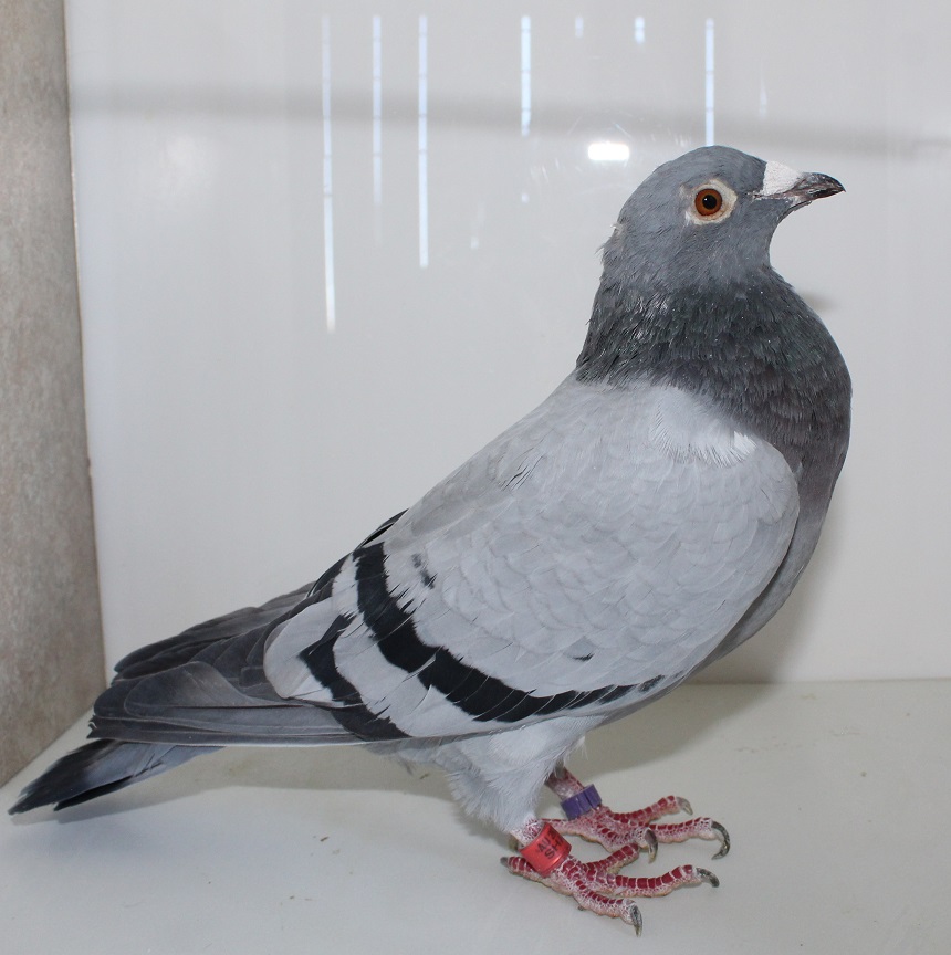 AU 21 SHA 3296 BB HEN
