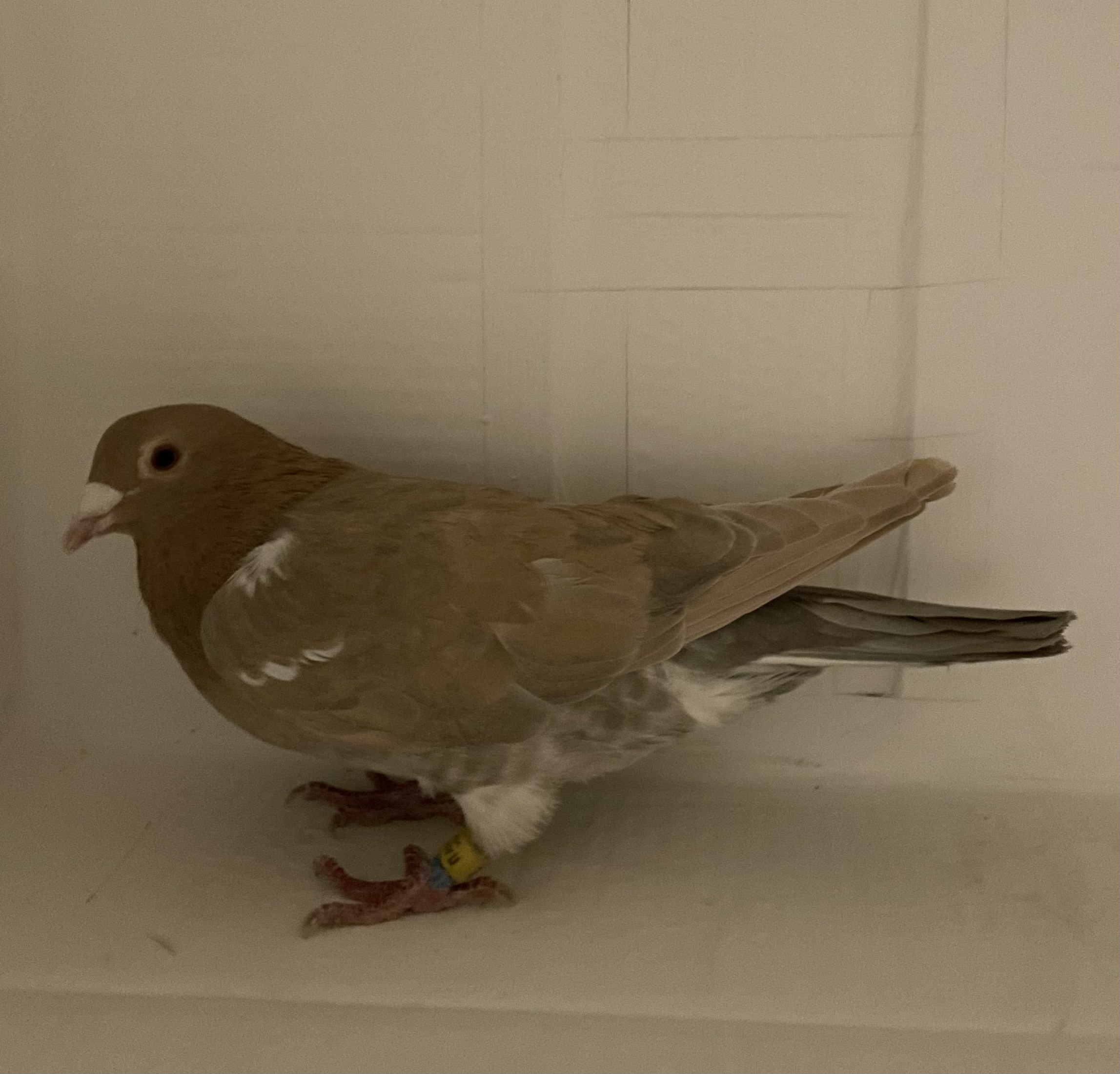 AU 2024 VIK 152 REC.C