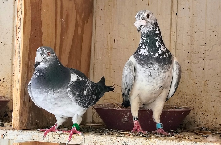Proven Grizzle Pair, Half Sister/Brother Inbred to the legendary "SILVER SHADOW" EIJERKAMP VAN LOON 