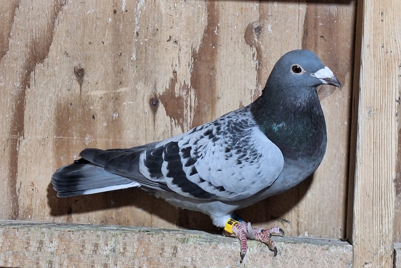 AU 2025 ARPU 869648 BC COCK PURE GEBR. JANSSEN ARENDONK