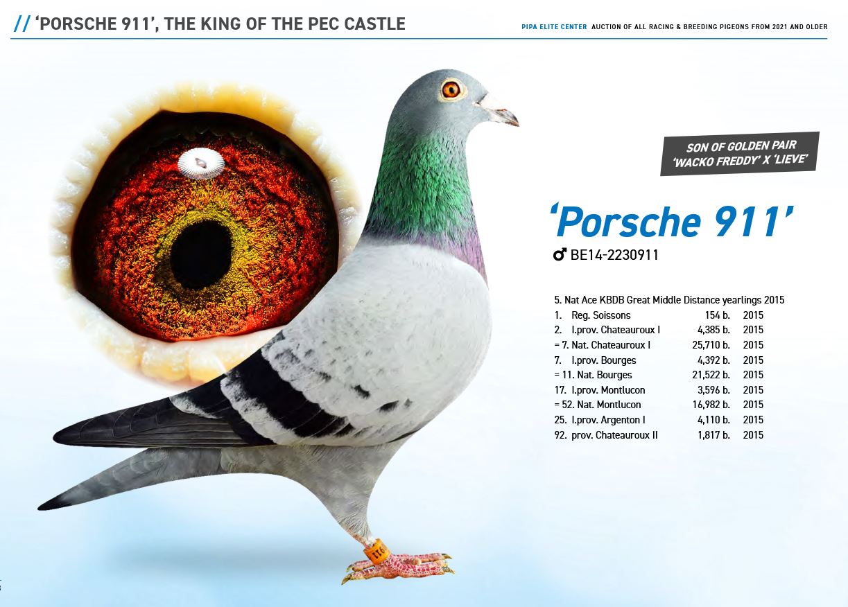 iPigeon.com - Racing Pigeon Auction