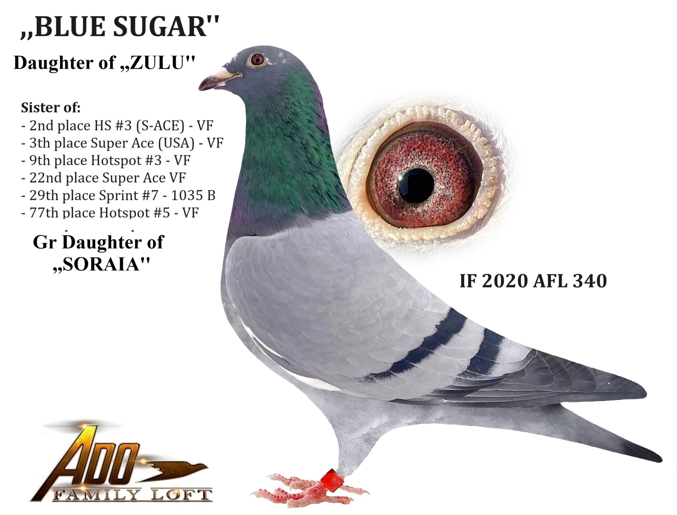 IF 2020 AFL 340