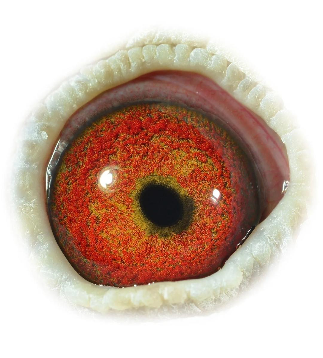 Preview Image 2