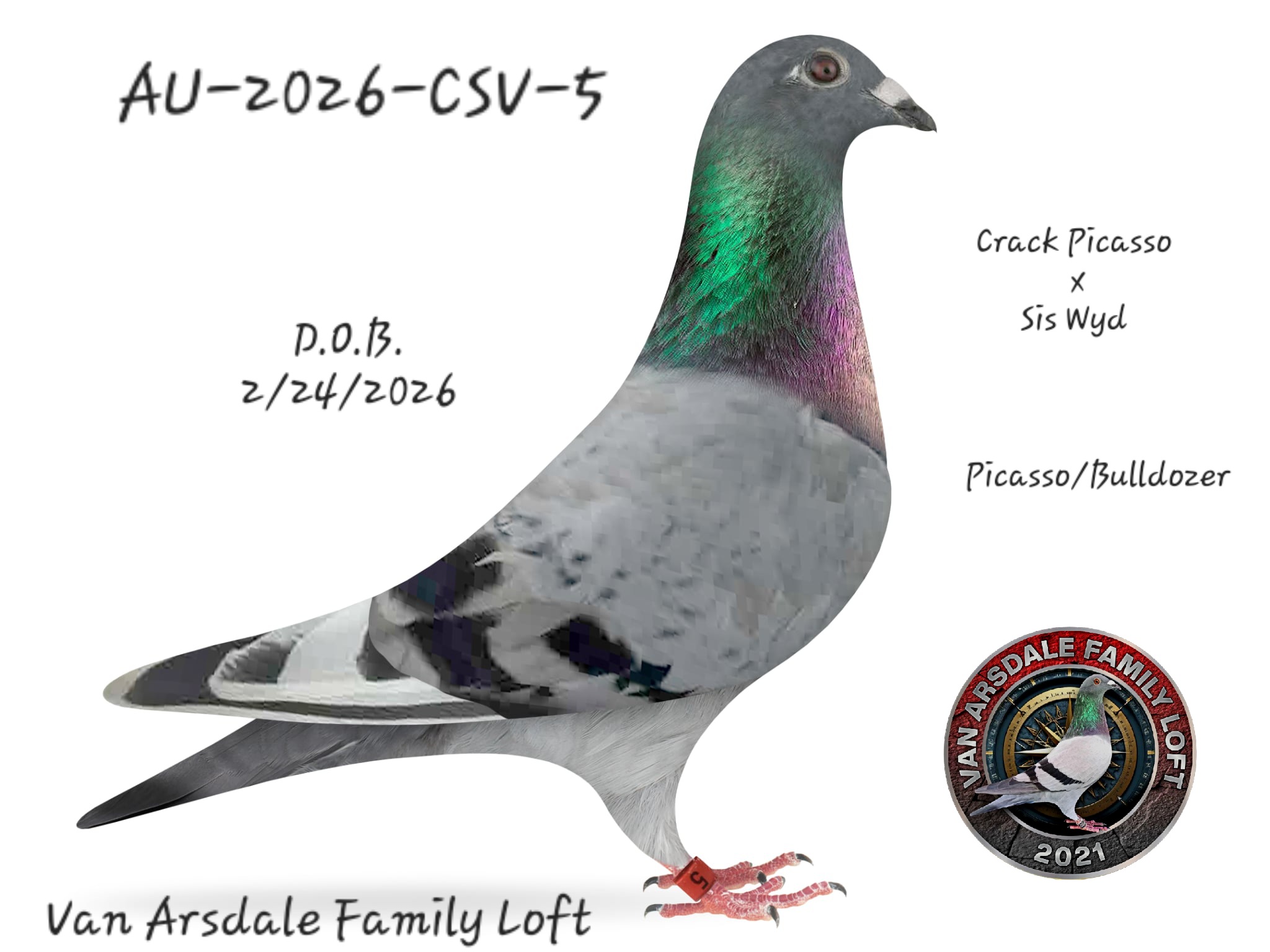 Super Young bird bred from my Greek Connection birds