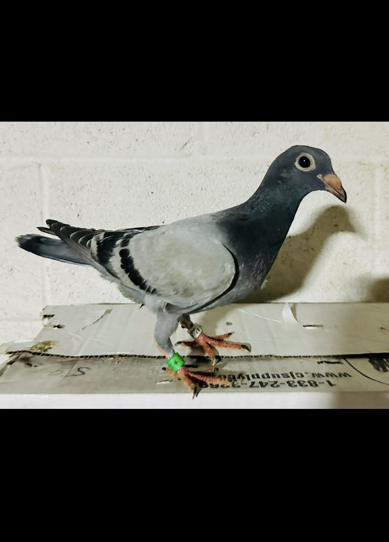 Porsche 911/Nanez bird