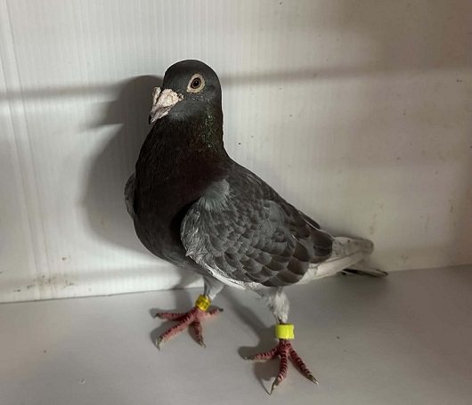 AU 2019 MAGIC 9275 Red Slate Cock