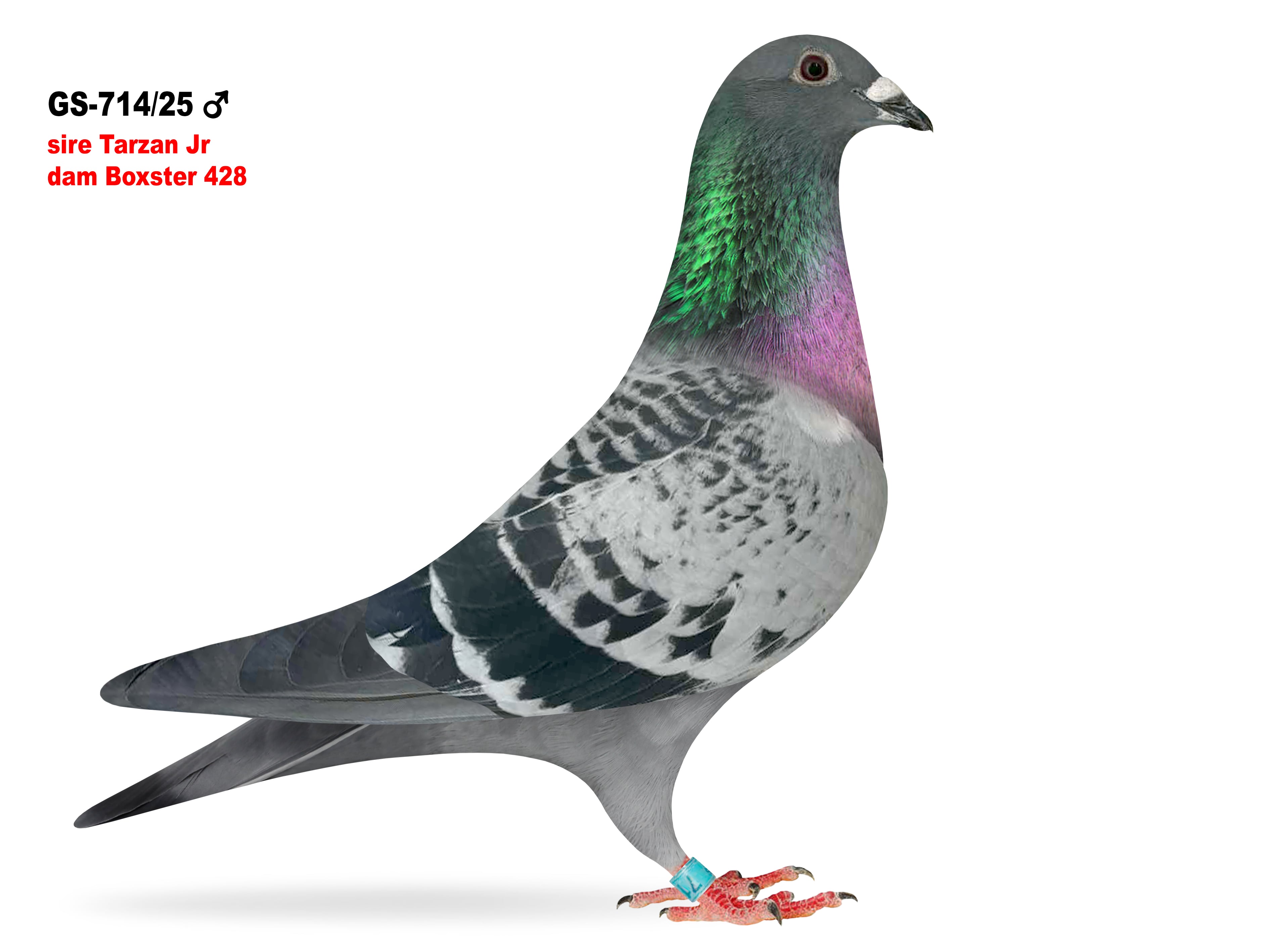 GS-714/25 Double Gr. son Tarzan