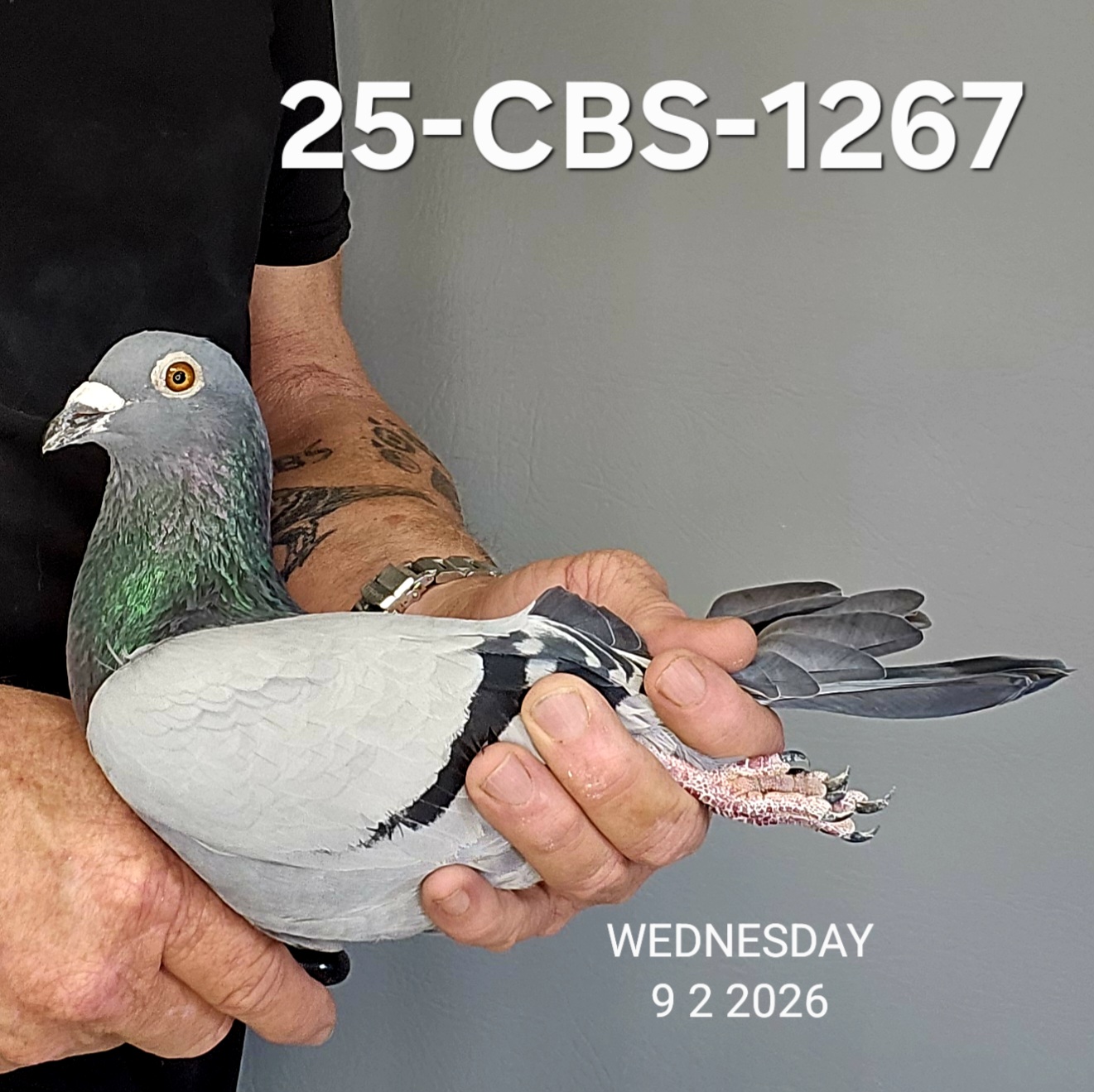 25-CBS-1267 Blue cock.