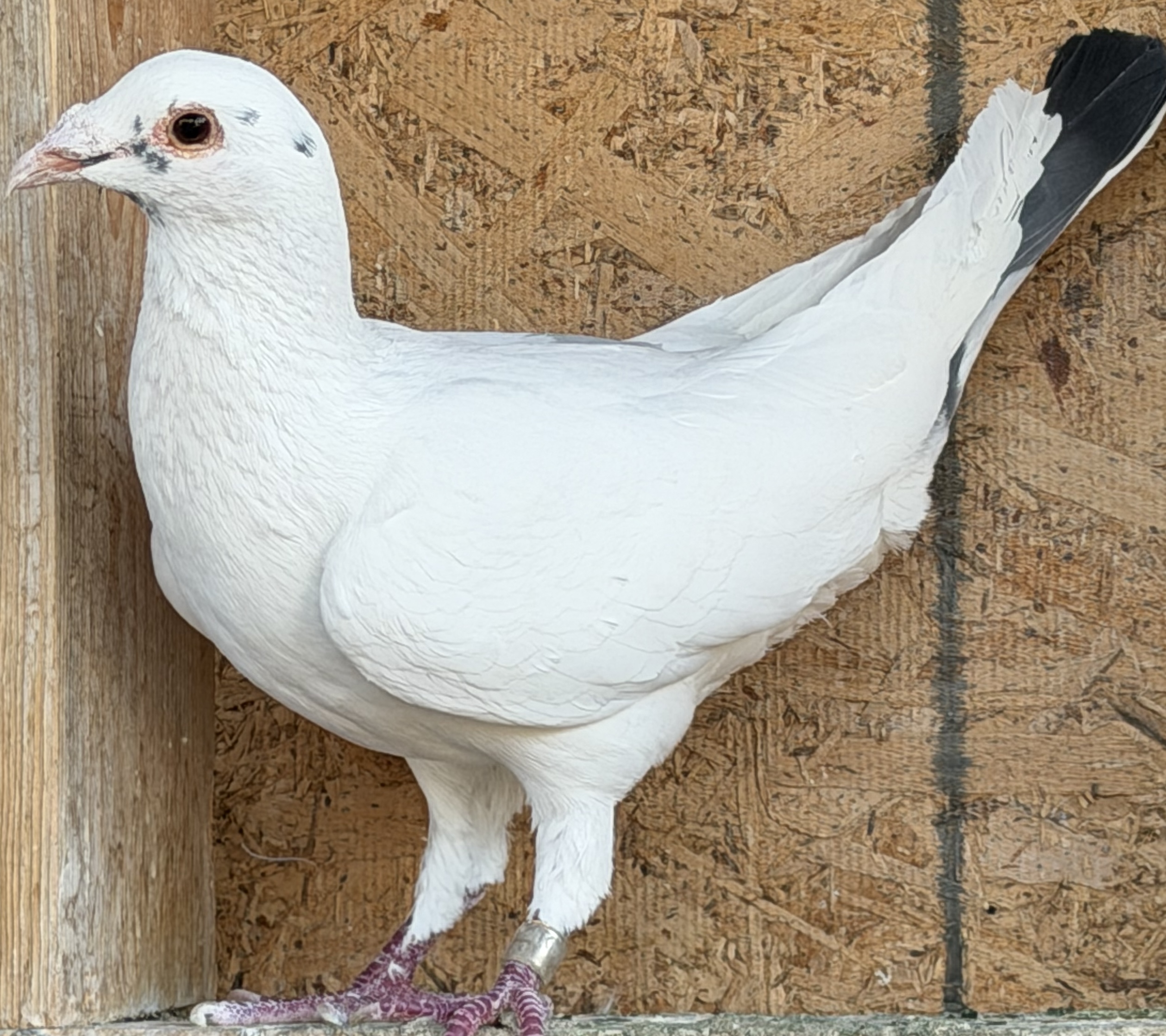 Super nice 2023 Cock