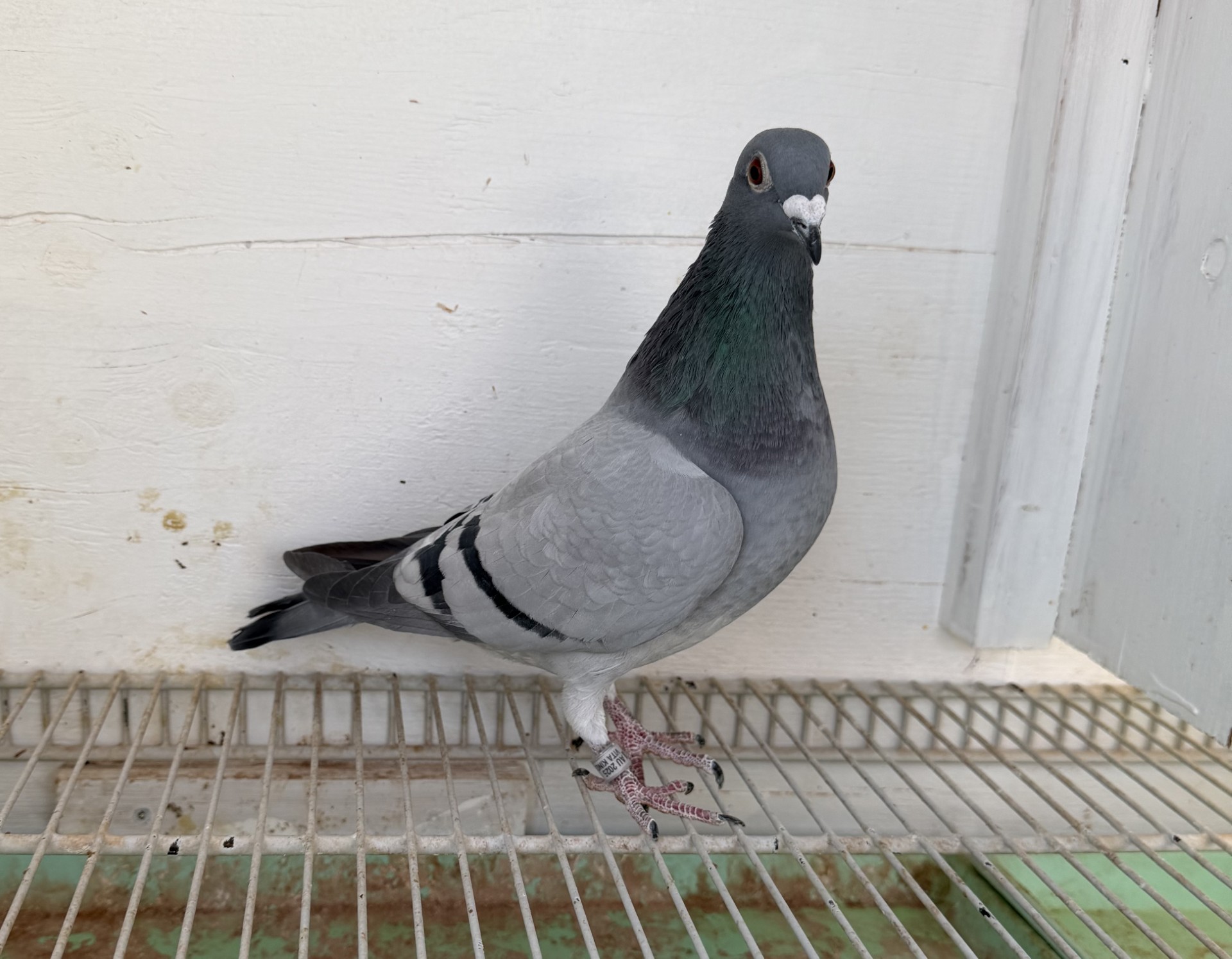 Son Going Up x Daughter Captain Moonlight and Quick Return over Daughter 617 x Gold Angel