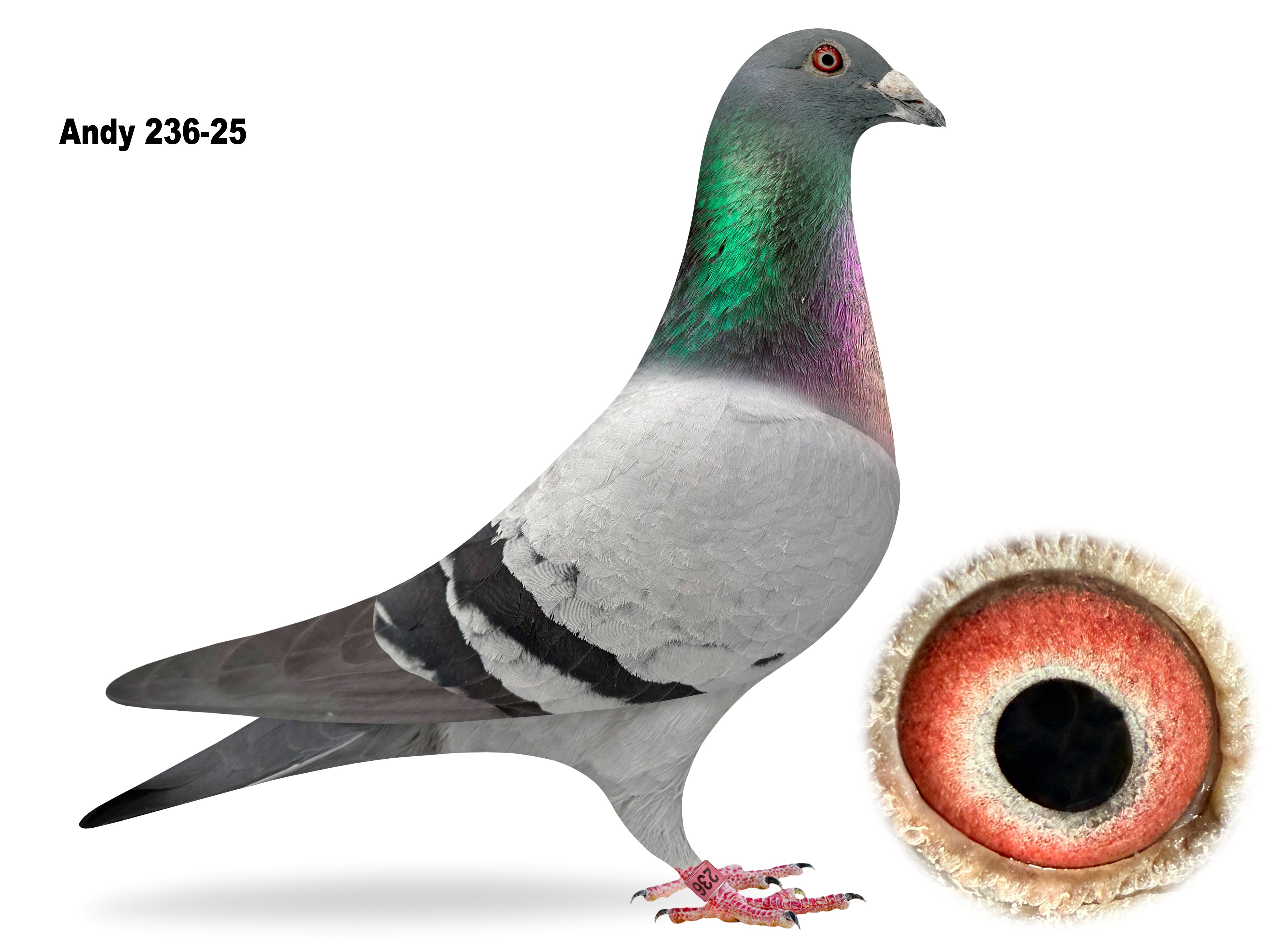ANDY 236-2025