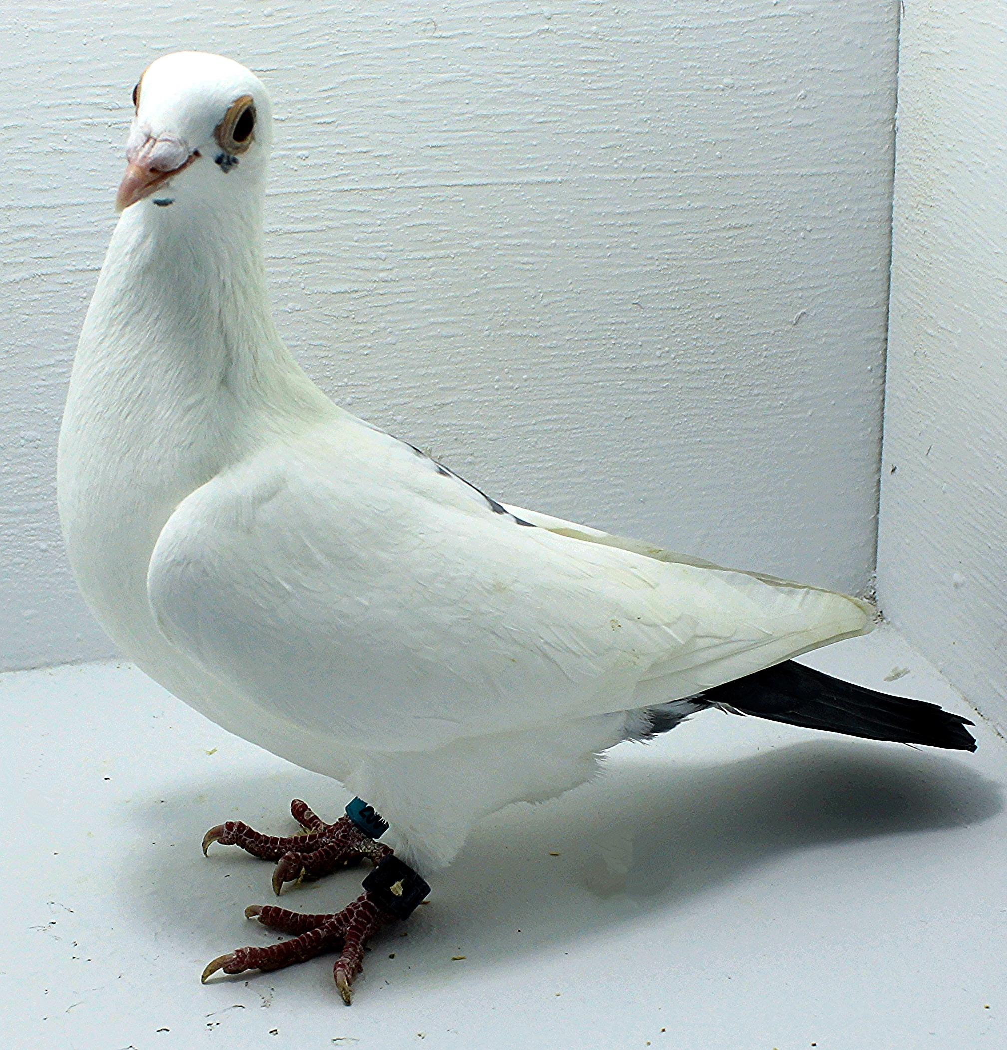 AU 20049 AA 2025 Pure Hansenne