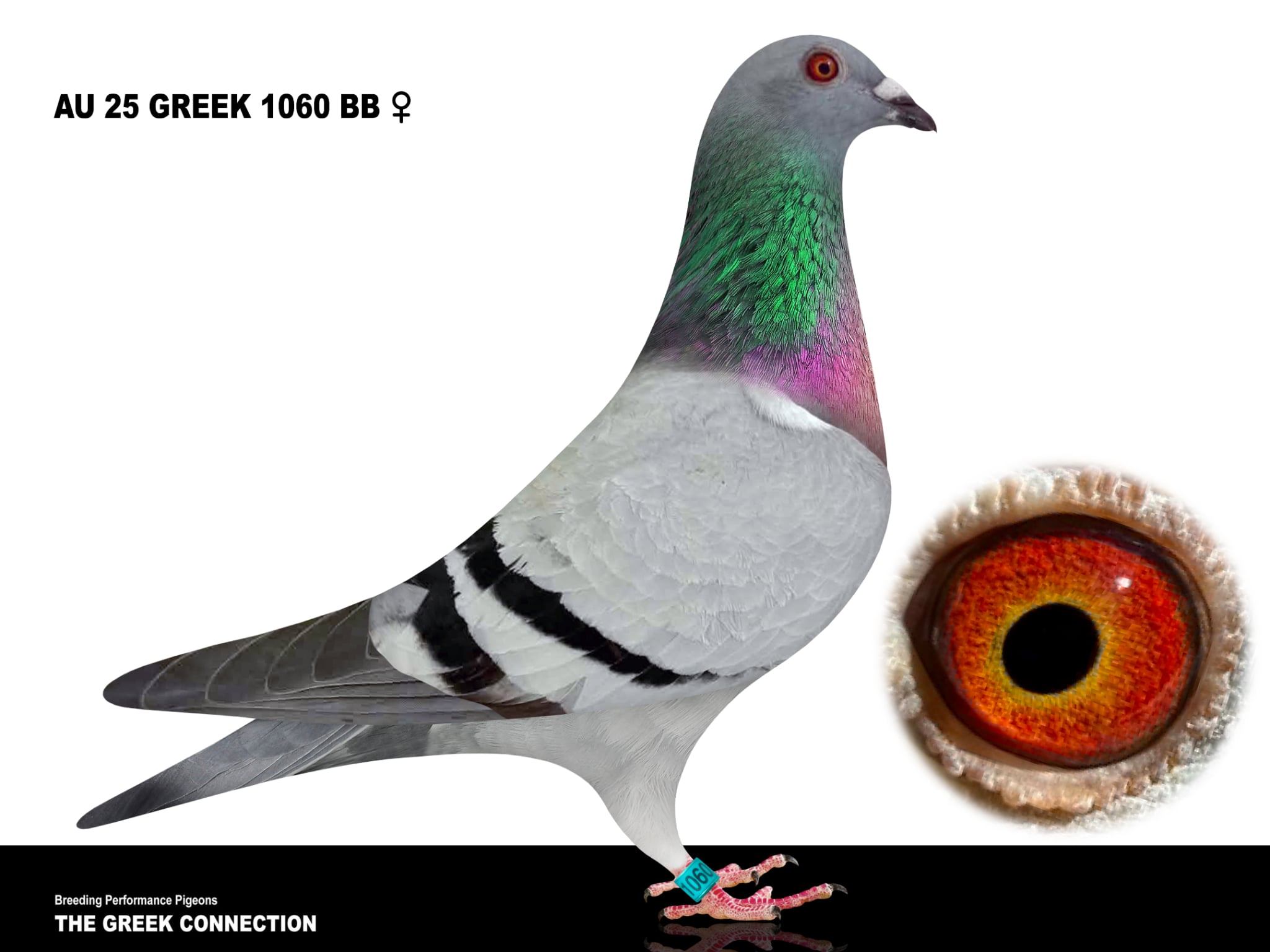AU 25 GREEK 1060 BB HEN 