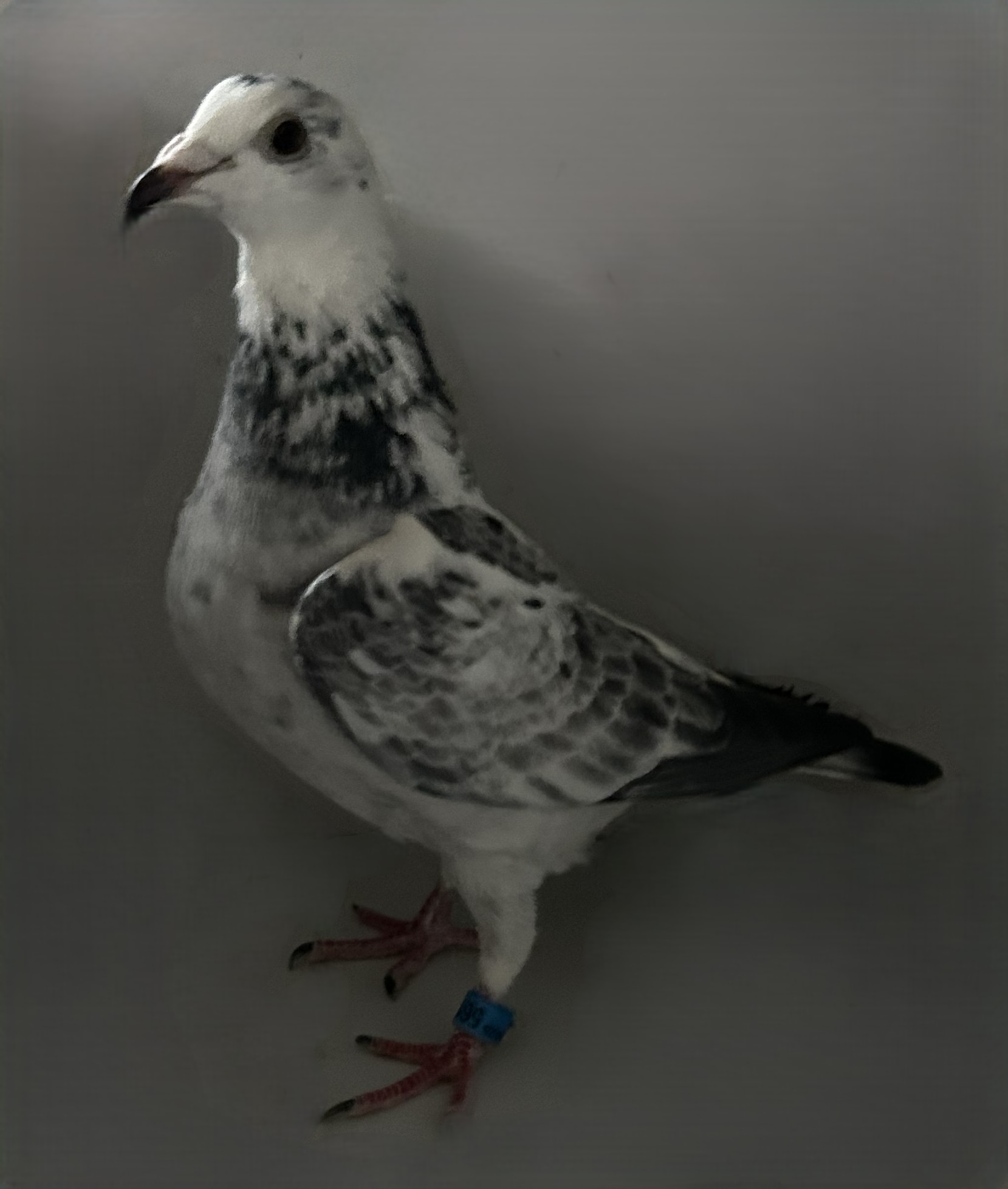 2025 Neil 56188 Inbred Best Kittel X Silver Lady