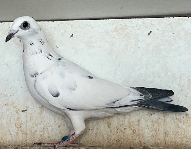 25-CDR-5968 and 25-CDR-5979 Grizzles 