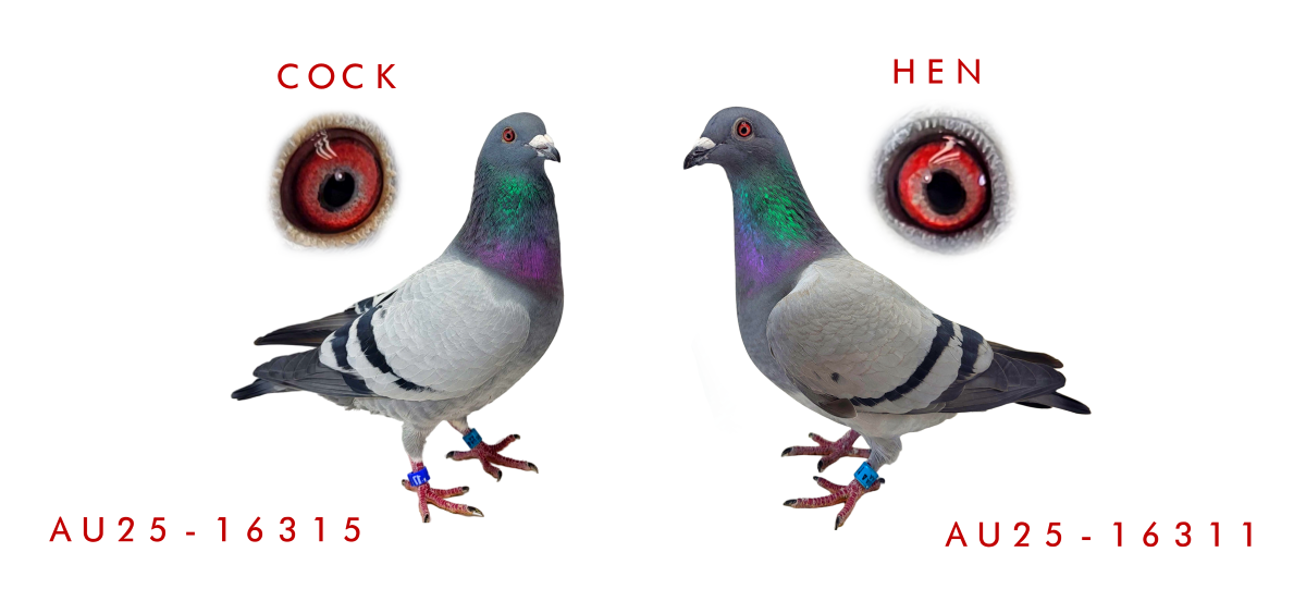 Nanez Iron Clad Dynasty  Mosher Jayce X