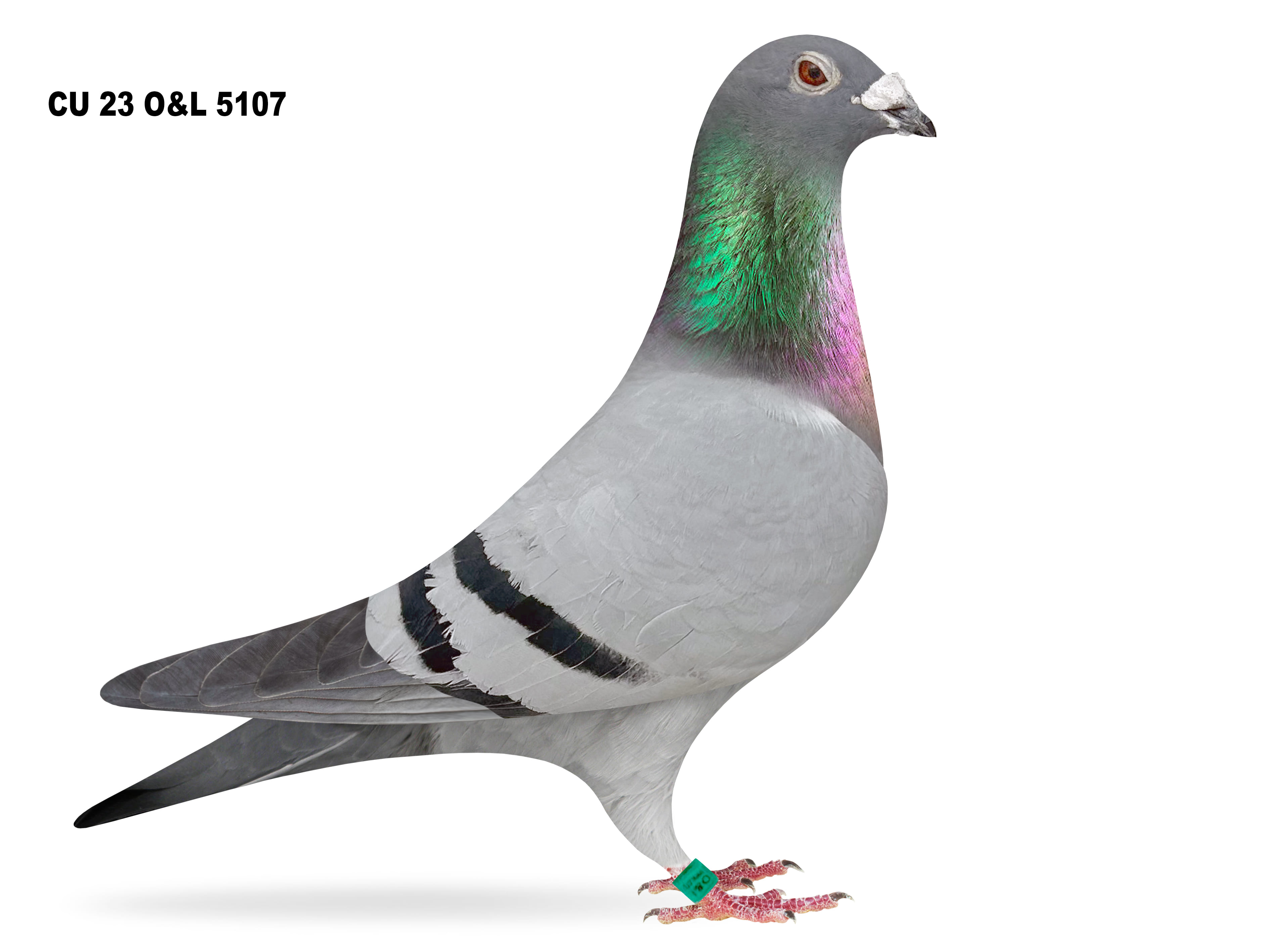 Lot 1 – CU 23 O&L 5107 BB Cock